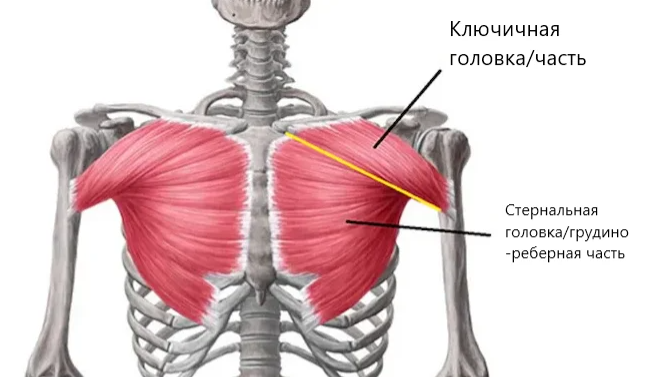 Малая грудная мышца картинка