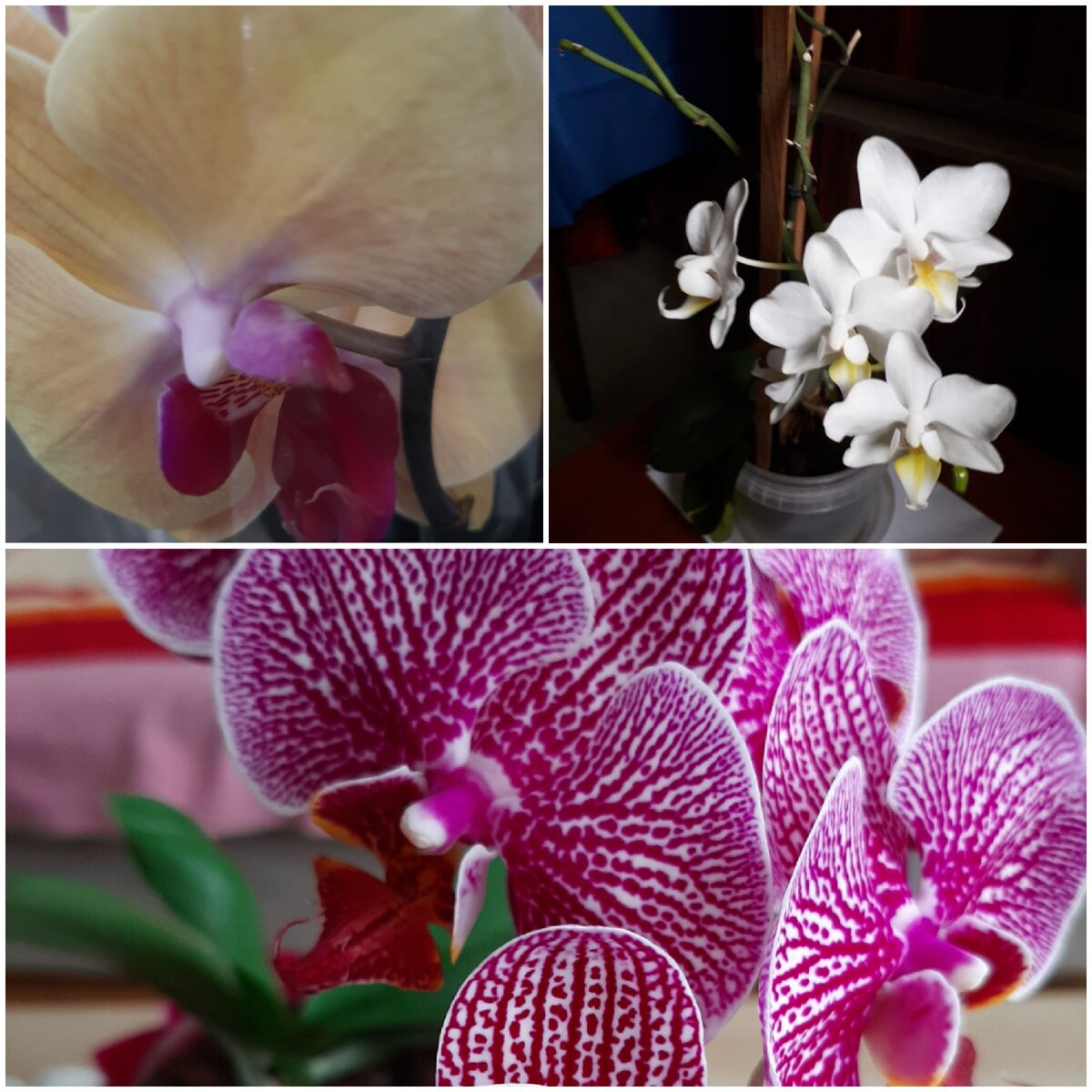 Орхидея Summer Light. 50 Лет орхидеи. Ирине в 50 лет орхидеи. Скинул цветок.