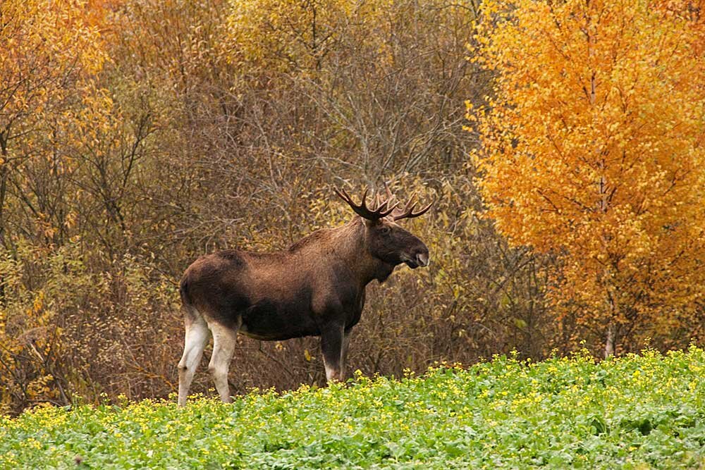 Красавец лось