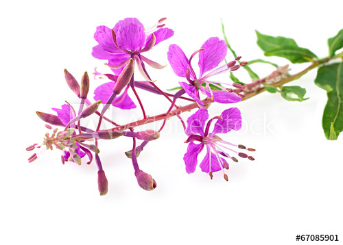 Фото с https://stock.adobe.com