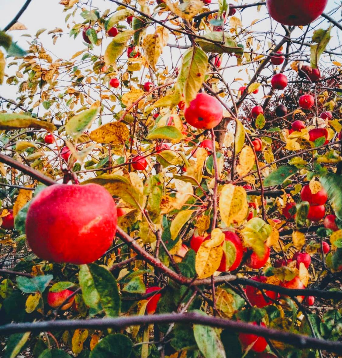 Как посадить правильно яблоню и ухаживать за ней