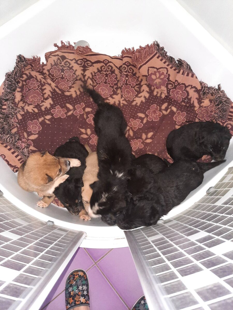 Вот такие вот комочки прибыли в "Хатико" 22 января 2021 года | Фото автора