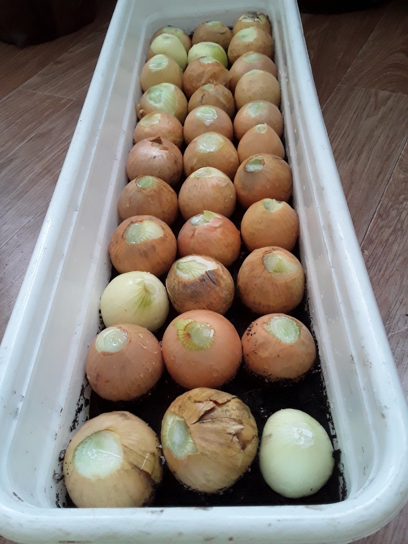 Лук поставлен на выгонку