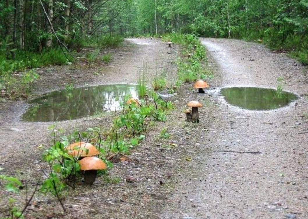 Наталия Макарова (@poltavka37) Твиттер