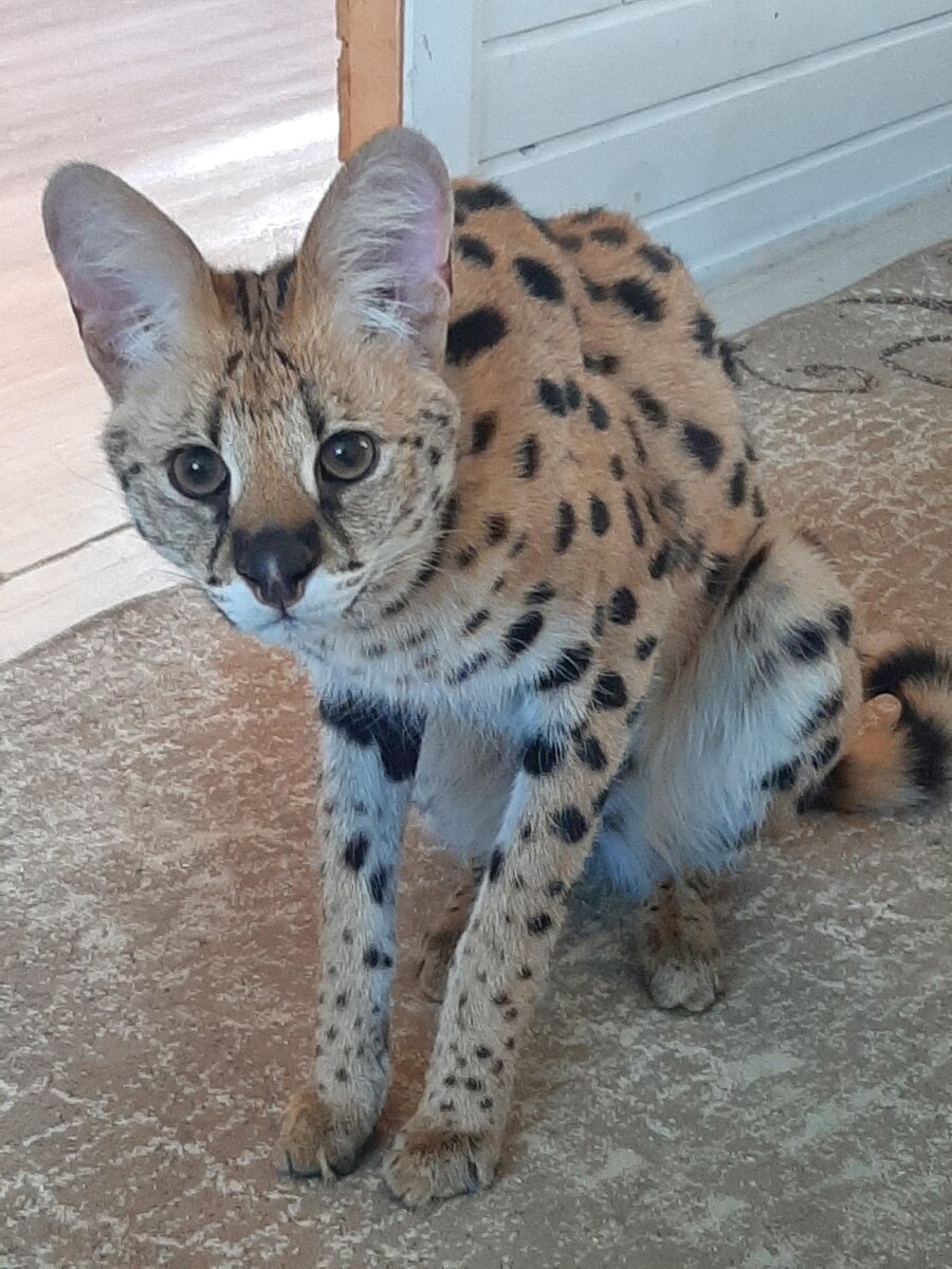 Сервал Фунтик (фото автора)