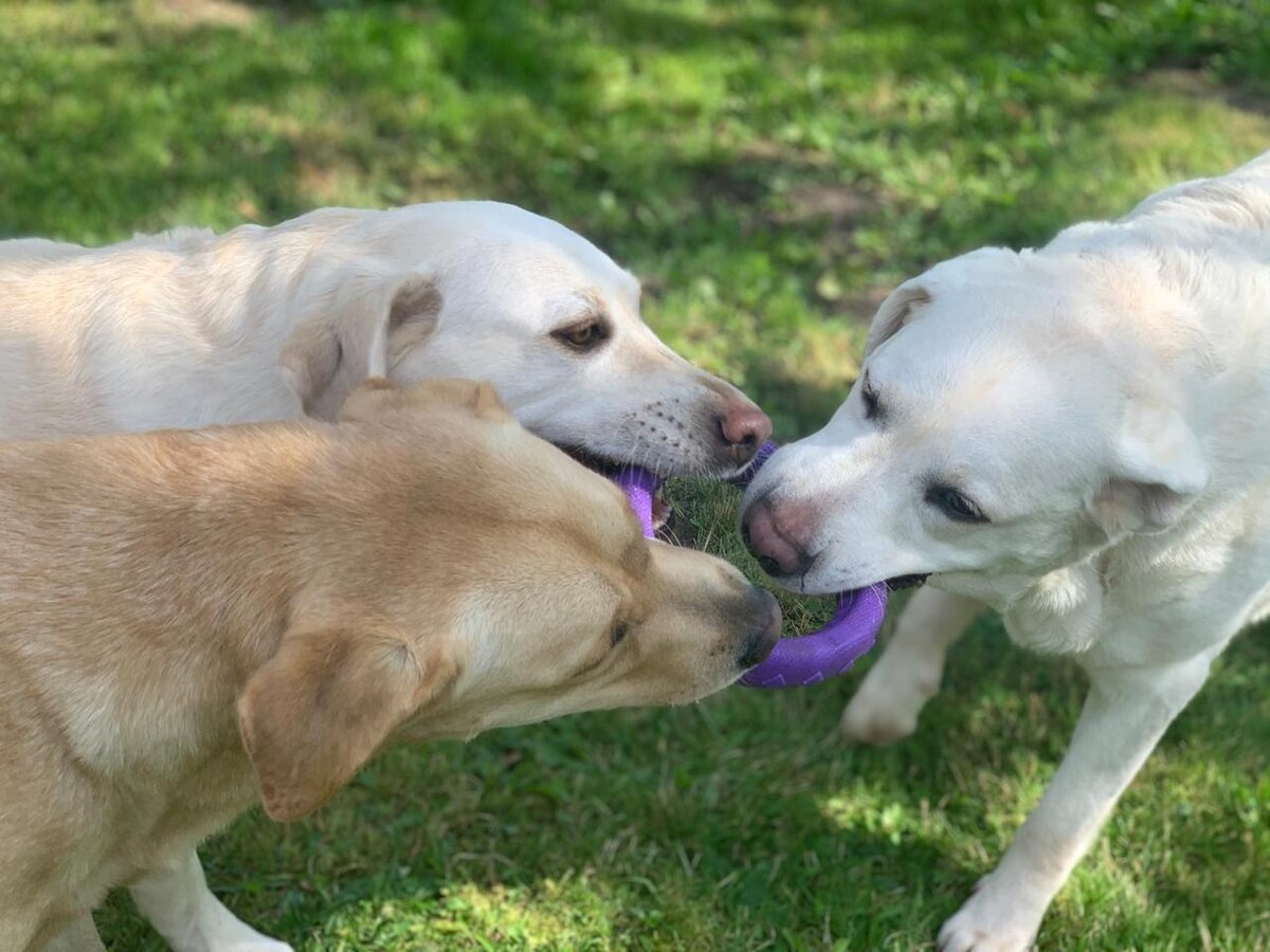 Весёлые летние игры