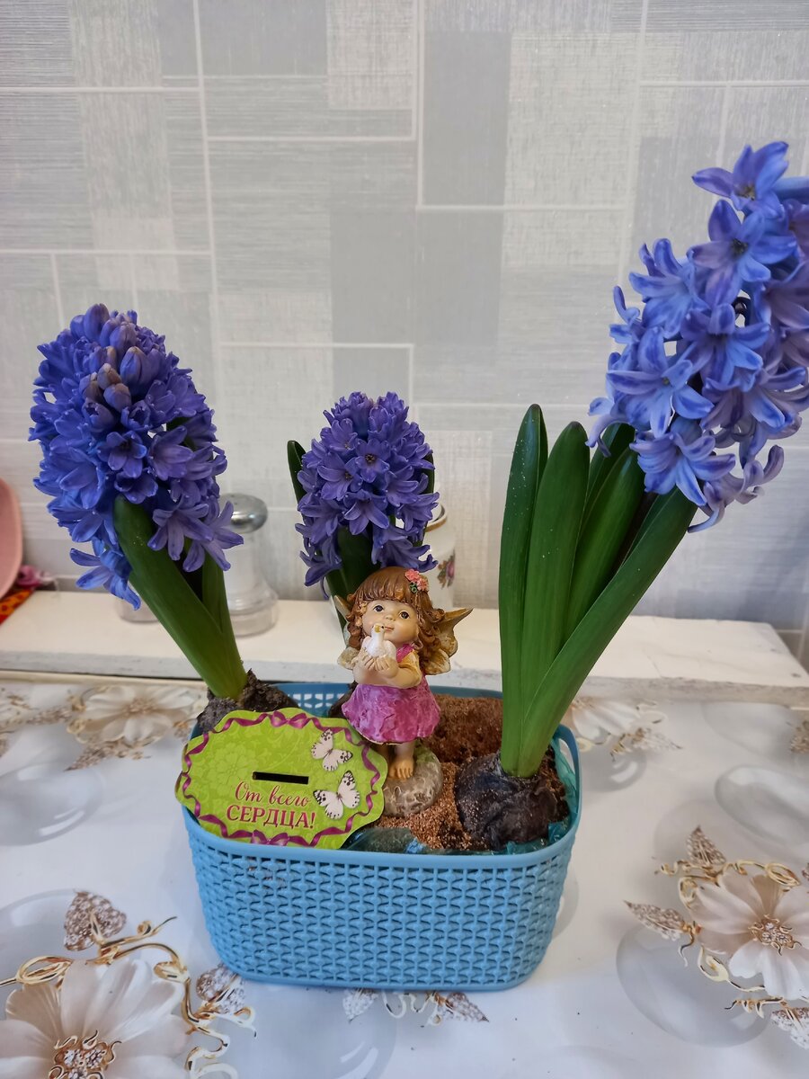 Тут уже распустившиеся.