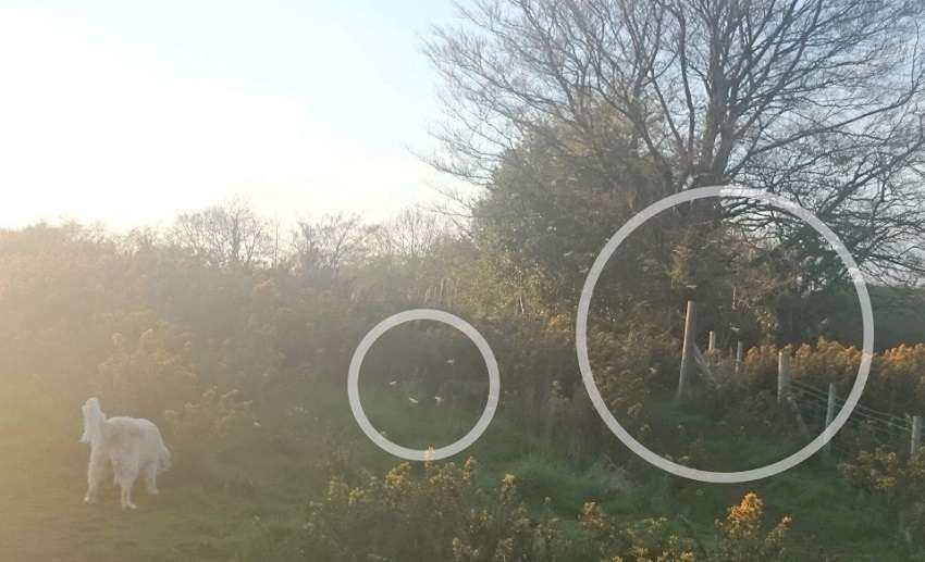 Это фото было сделано в 2016 году. Музыкант Джон Ратледж снял эти фотографии снимки, когда гулял по полю возле Ньюбриджа в Уэльсе, Великобритания.