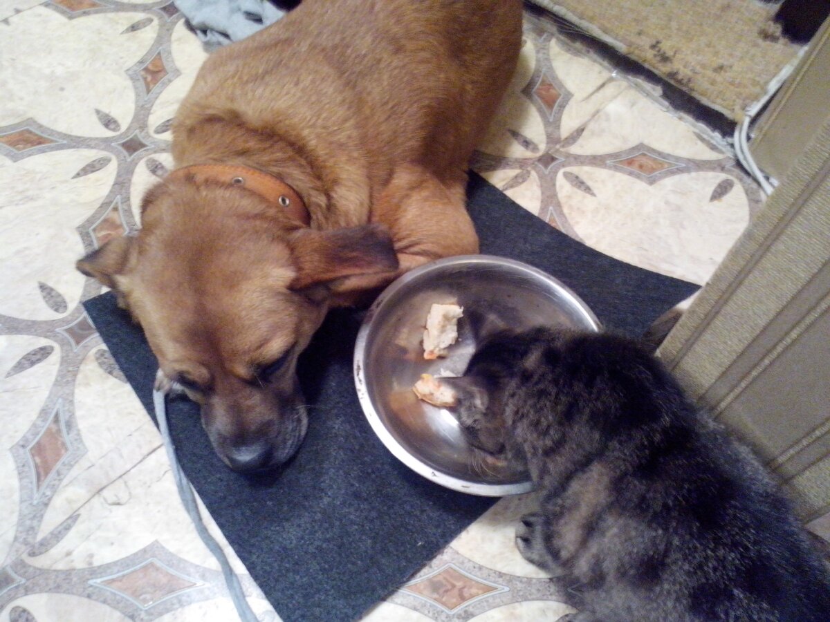 Белка и Лёвка. Фото из личного архива Хозяина