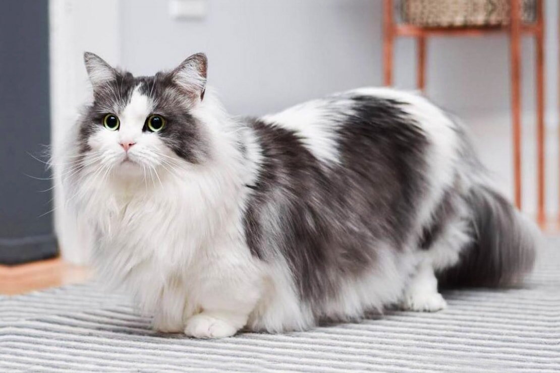 Длинношерстный манчкин