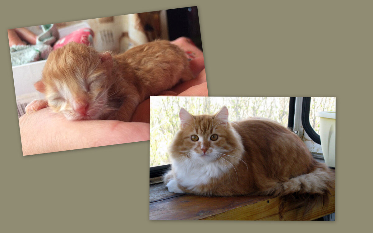 Бенечке 9 месяцев. Фото и коллаж автора