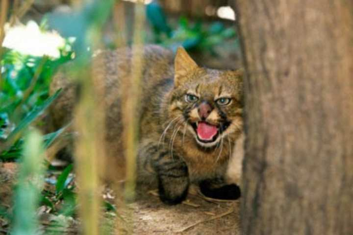 Пампасская кошка: Эффективнее ягуара. Вечно недовольный кот убивает добычу почти в 100% случаев5
