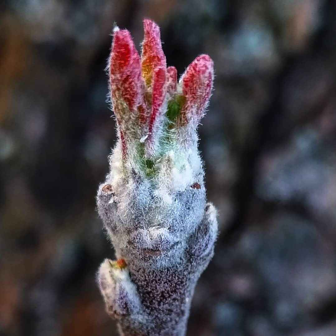 Друзья, просмотрите внимательно, на что похож яблоневый росток? (макро, авторское фото)