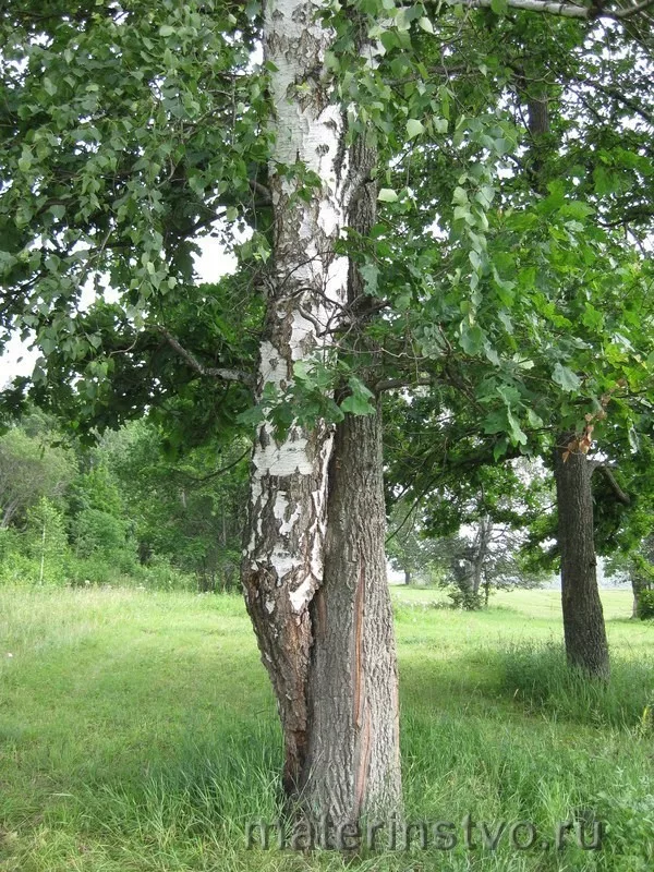                                                   ТАКАЯ СТРАСТНАЯ ЛЮБОВЬ, НУ, ЧТО ТУТ  СКАЖЕШЬ