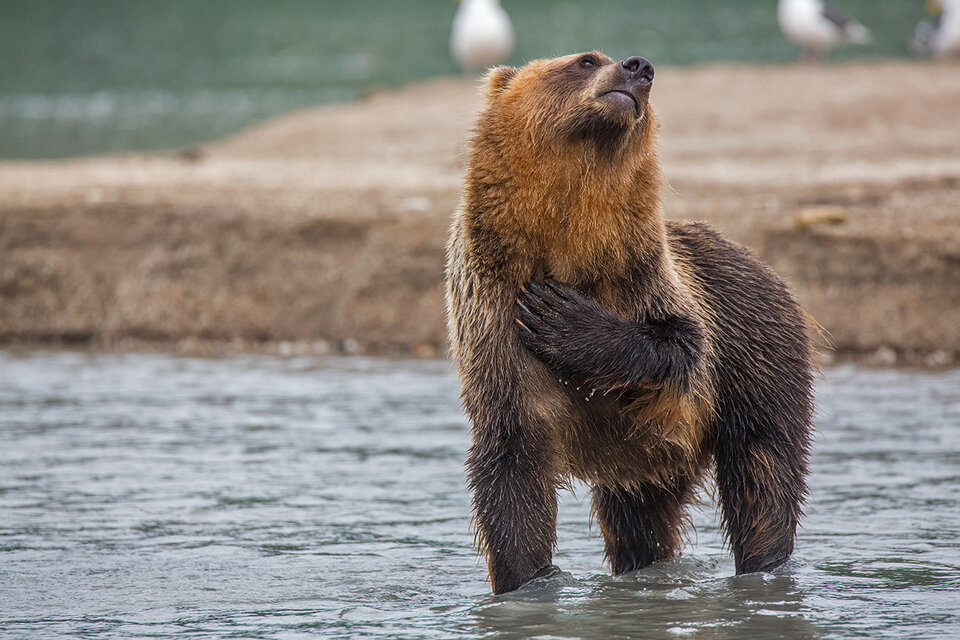 Влюбленный  медведь