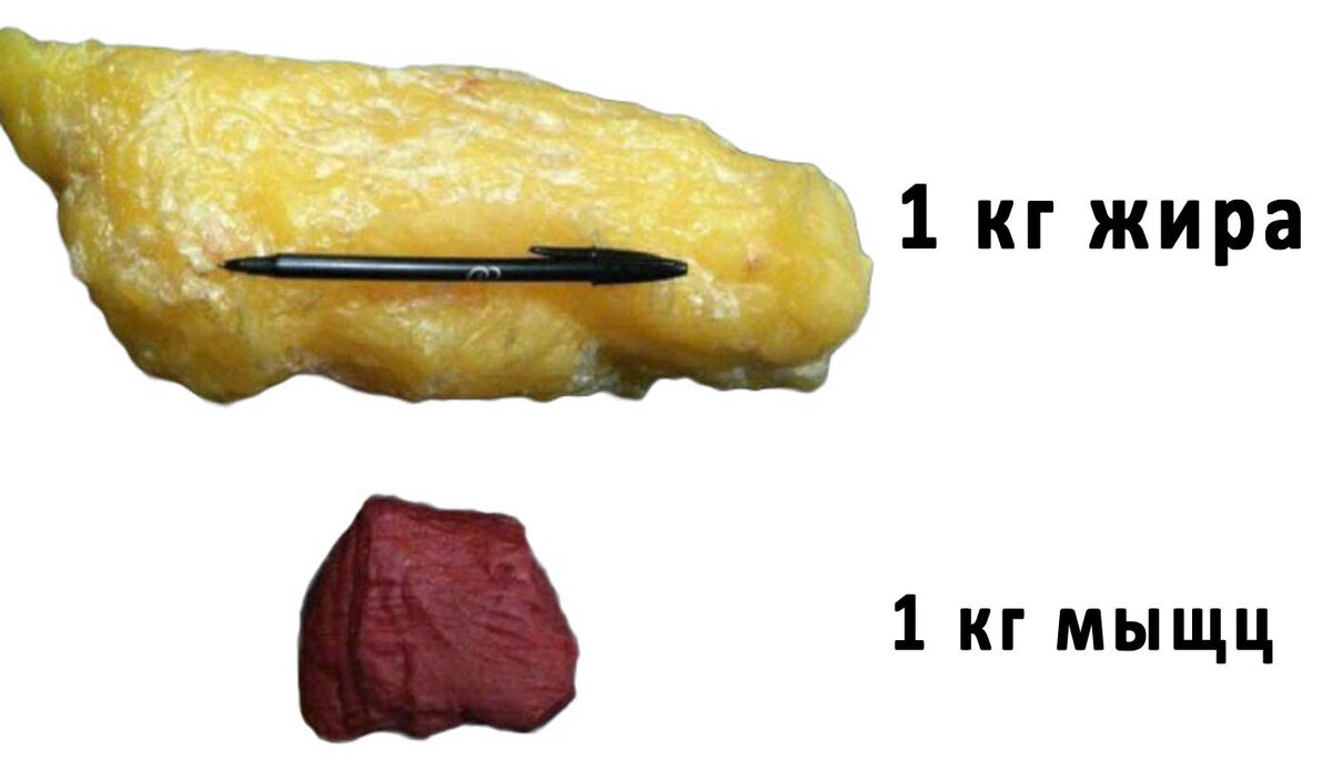 Килограмм жира фото и мышц сравнение