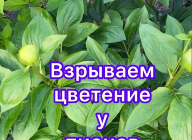 Рекомендации по выращиванию пионов