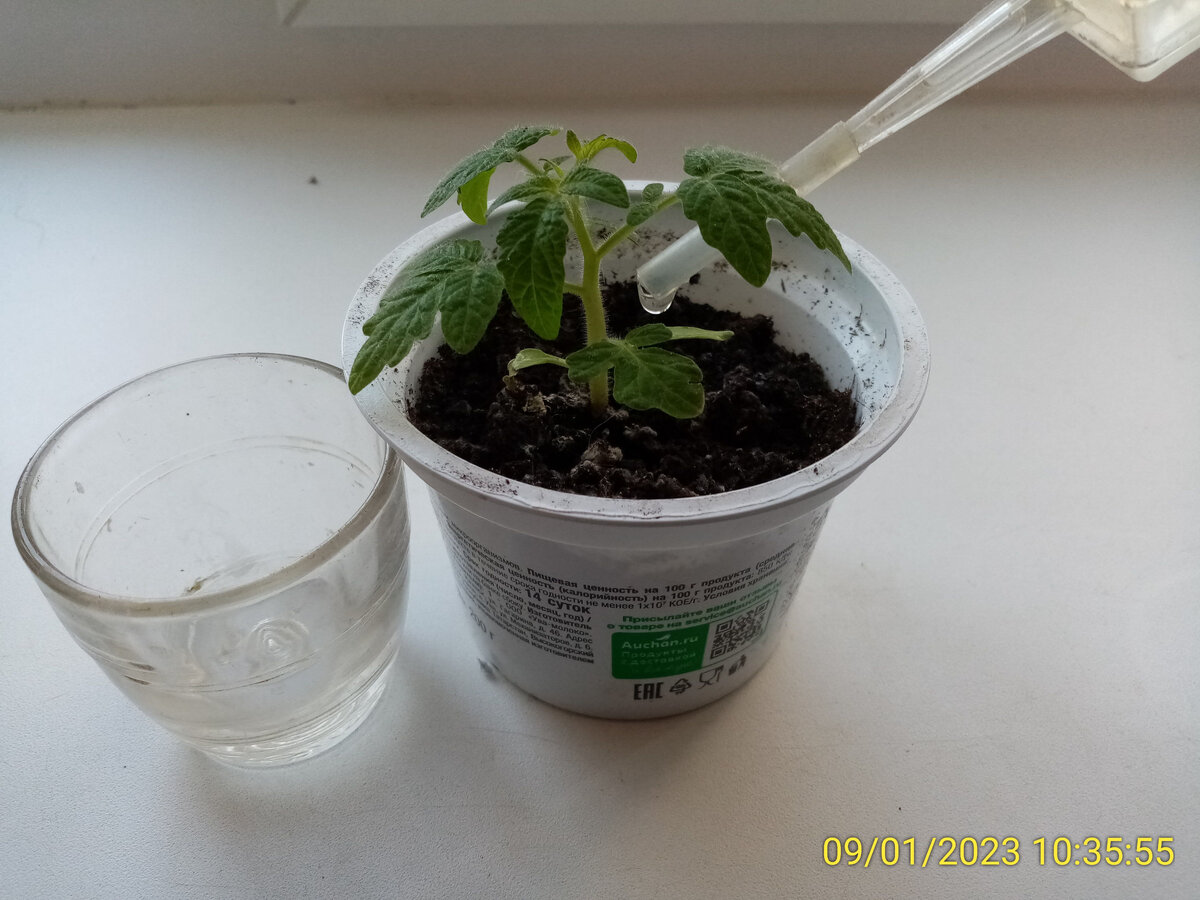 Обработка томата