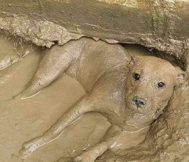 10 собак, которых нельзя было не сфотографировать