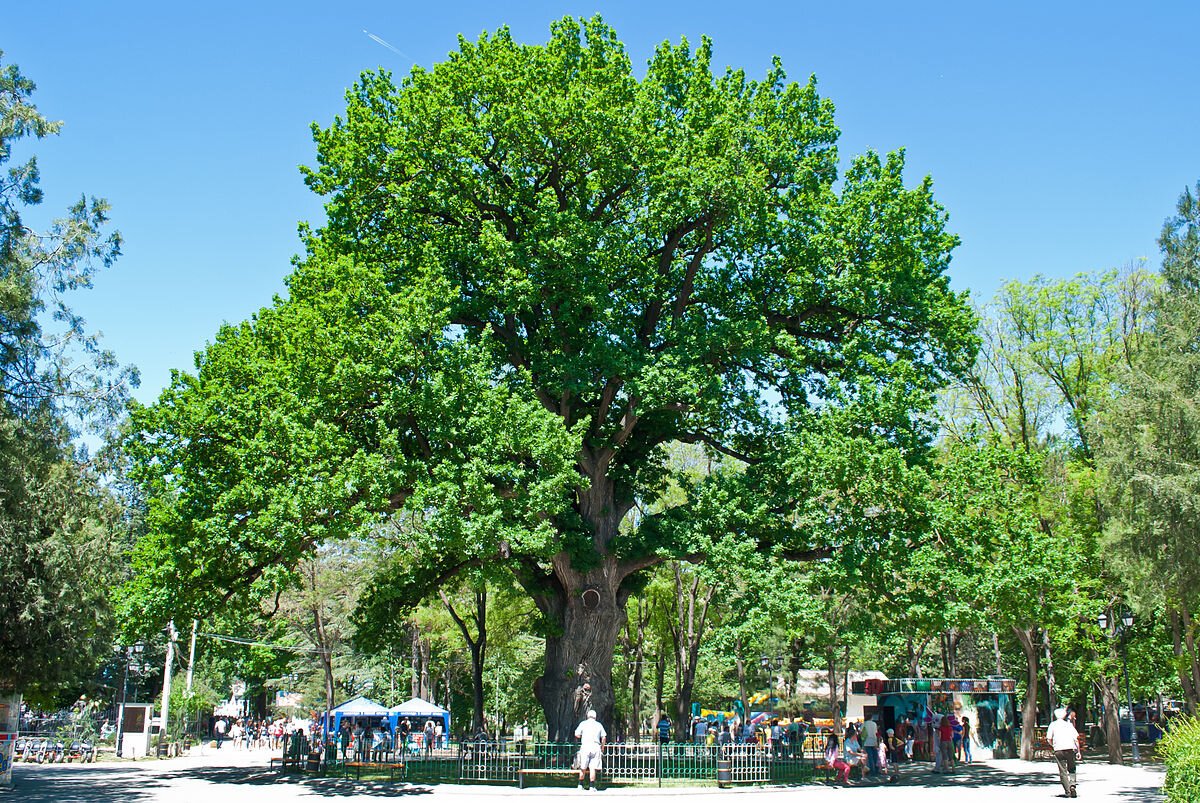 Дуб «Богатырь Тавриды» в Детском парке в Симферополе, фото из интернета