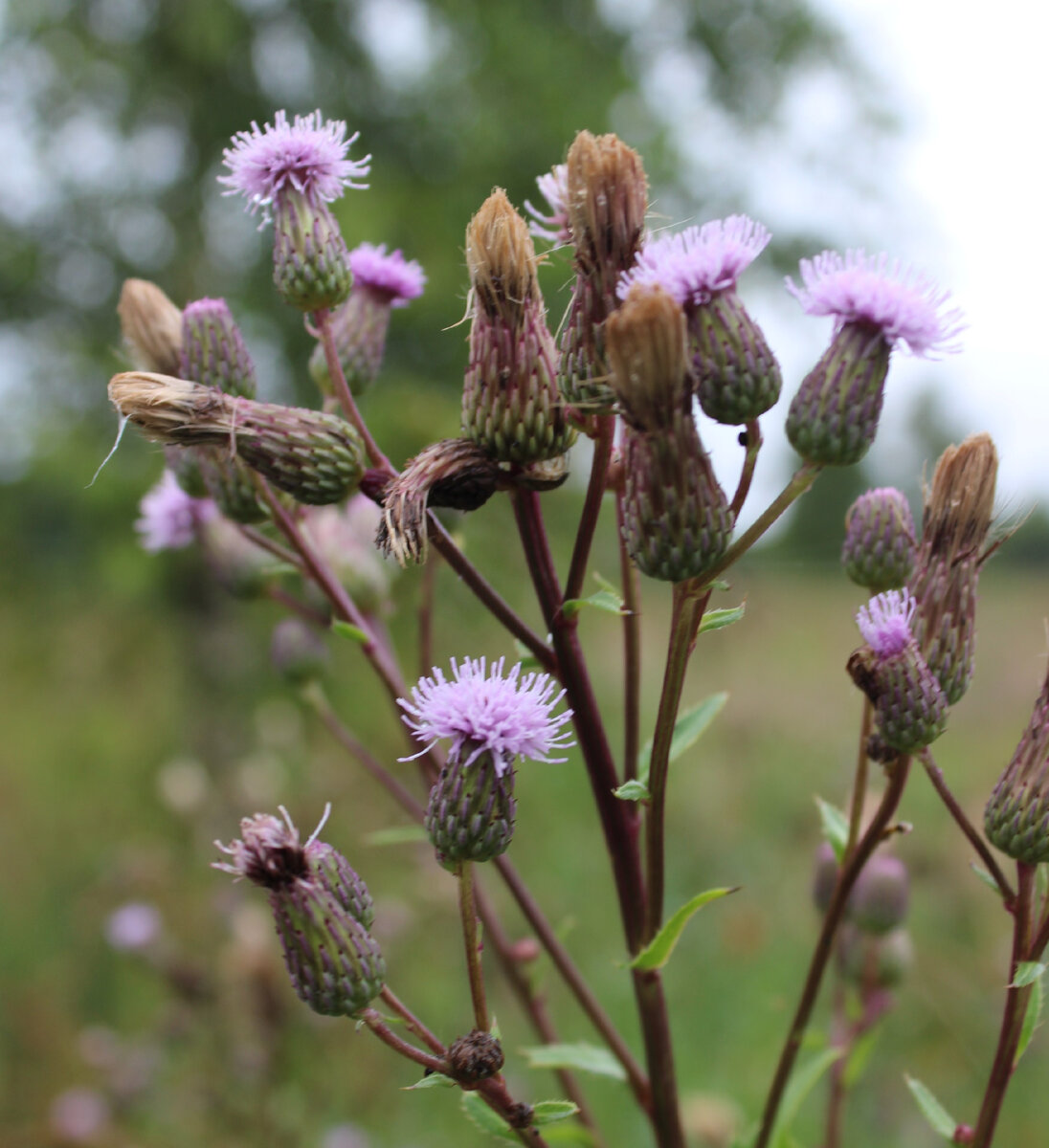 Бодяк полевой, или Розовый осот (лат. Cirsium arvense) | Flickr