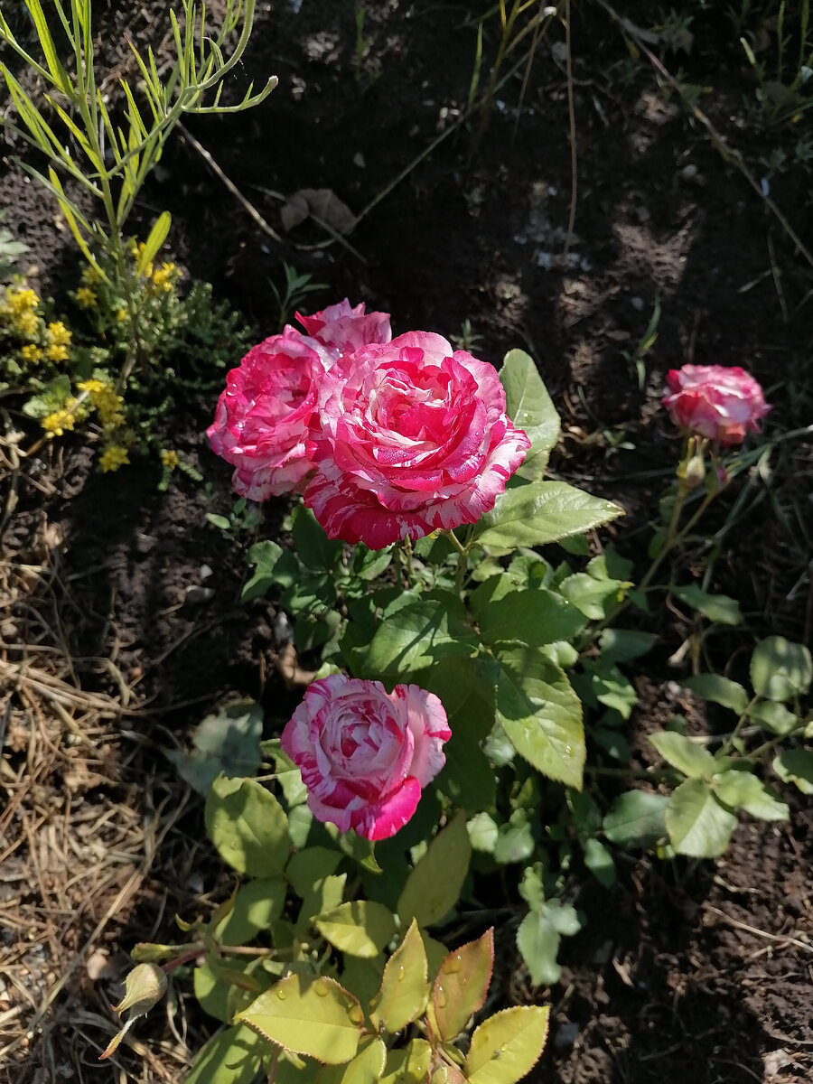 красота роз захватывает дух!