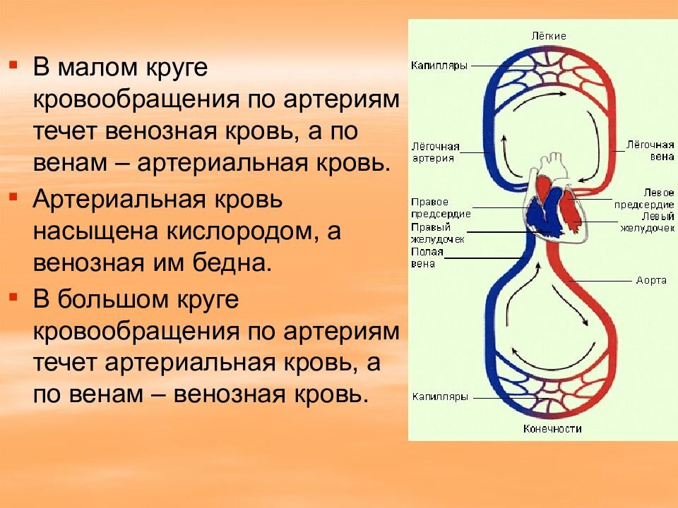 Круги кровообращения ответ. Круги кровообращения артериальная и венозная кровь. Малый круг кровообращения венозная кровь. Превращение венозной крови в артериальную. Сосуды большого круга кровообращения человека.