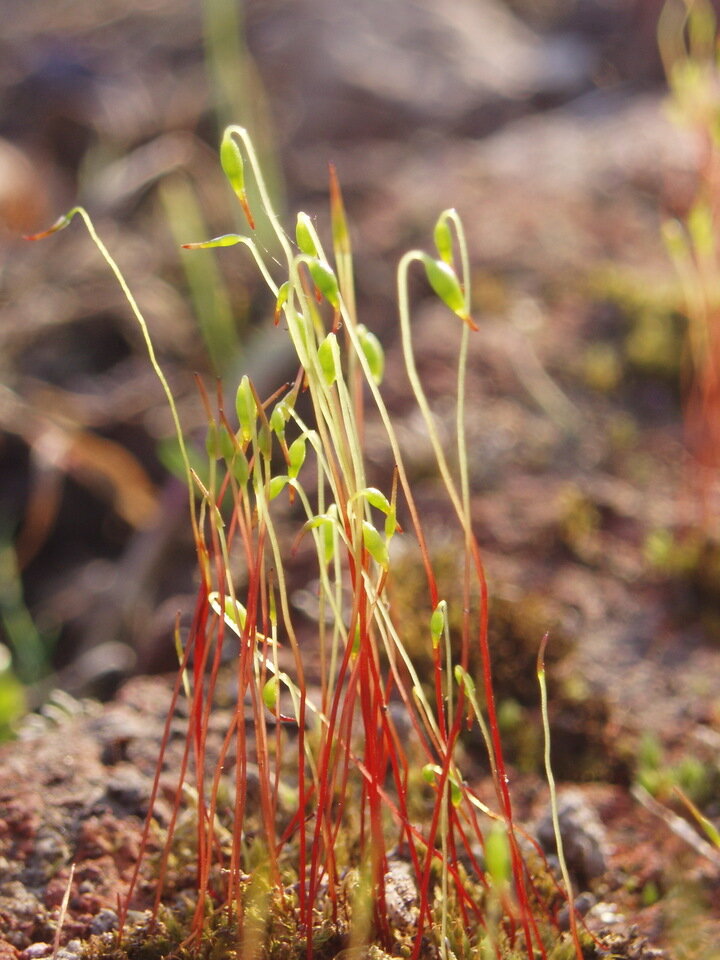     Всходы, посаженные таким образом, будут гораздо выносливее и терпимее к холодам / Екатерина Селиванова
