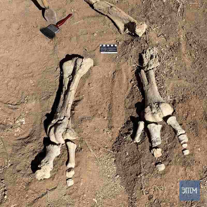 Палеонтологи обнаружили кости лап самой крупной из когда-либо живших птиц.-2