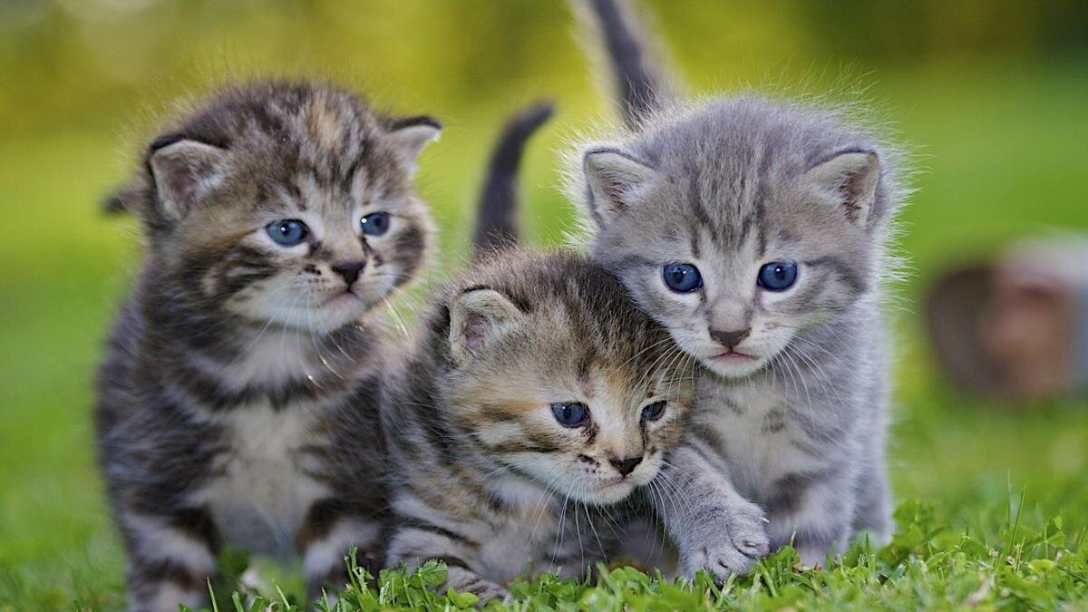 Имя котенка может определить его характер. Фото: pxhere.com