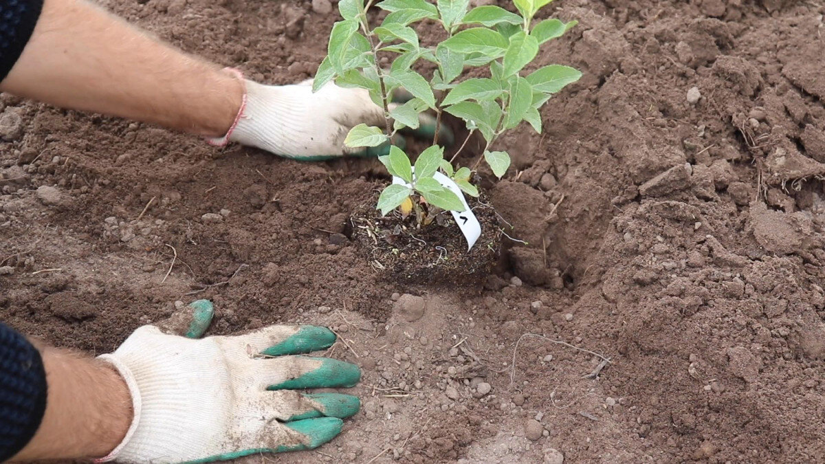 Посаженное по всем правилам, растение принесёт много радости