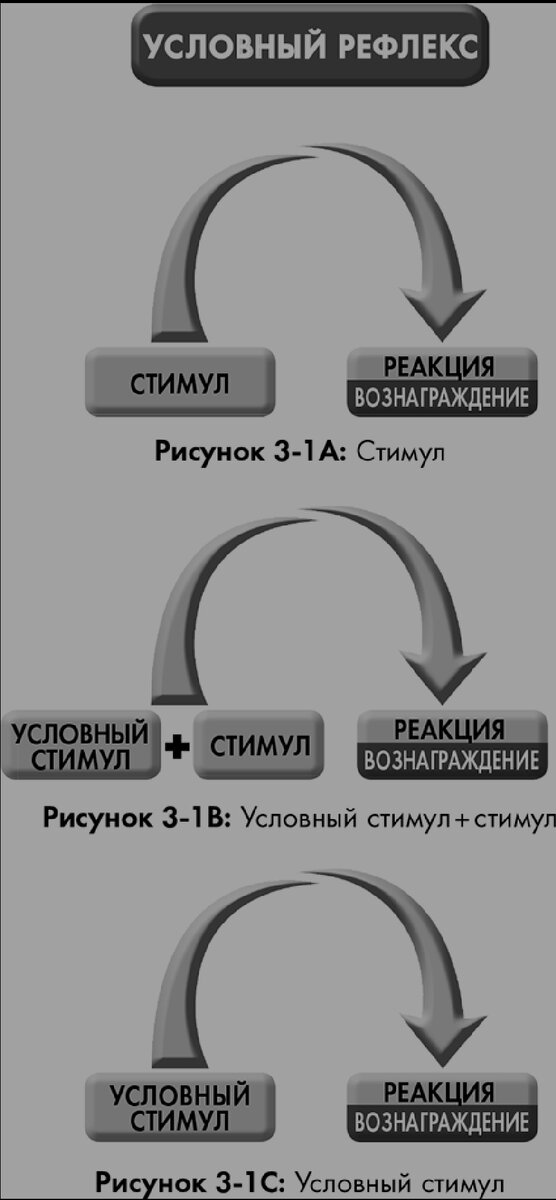 Условный рефлекс