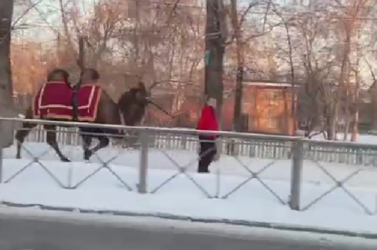    В Новосибирске сняли гулявшего в мороз по городу верблюда