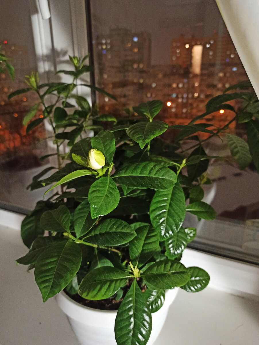 Вечернее любование