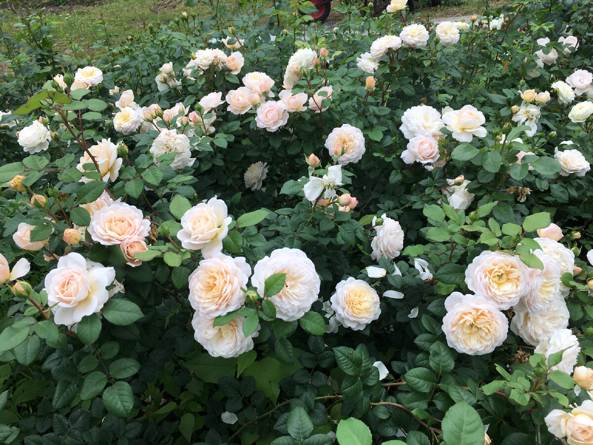 Крокус образец английской и современной розы 