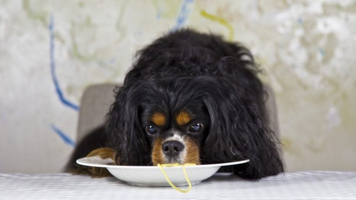 Собака спагетти. Собаки и спагетти. Собаки едят макароны. Собаки которые ели спагетти. Собаки едят спагетти.