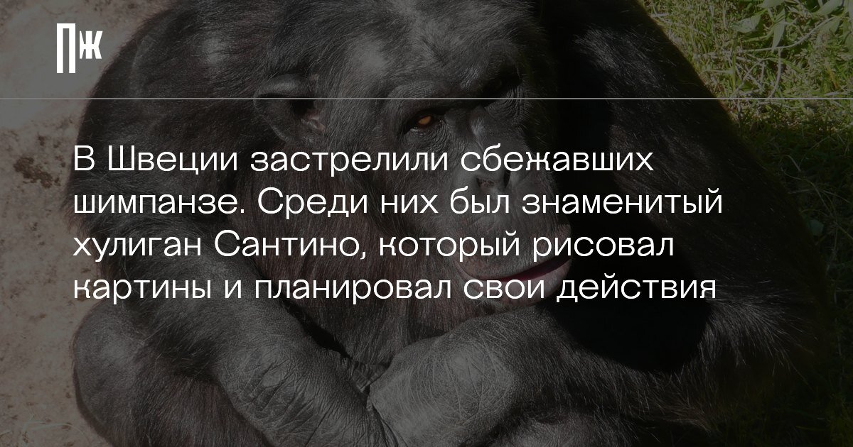     В Швеции застрелили сбежавших шимпанзе. Среди них был знаменитый хулиган Сантино, который рисовал картины и планировал свои действия