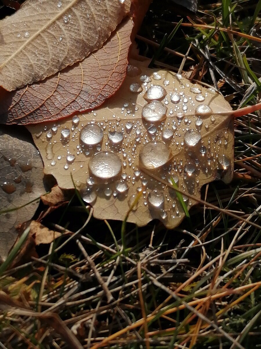 «Жемчуг осени». Милана Максимовна Масловская, Нижний Тагил, Россия. Категория: от 10 до 13 лет