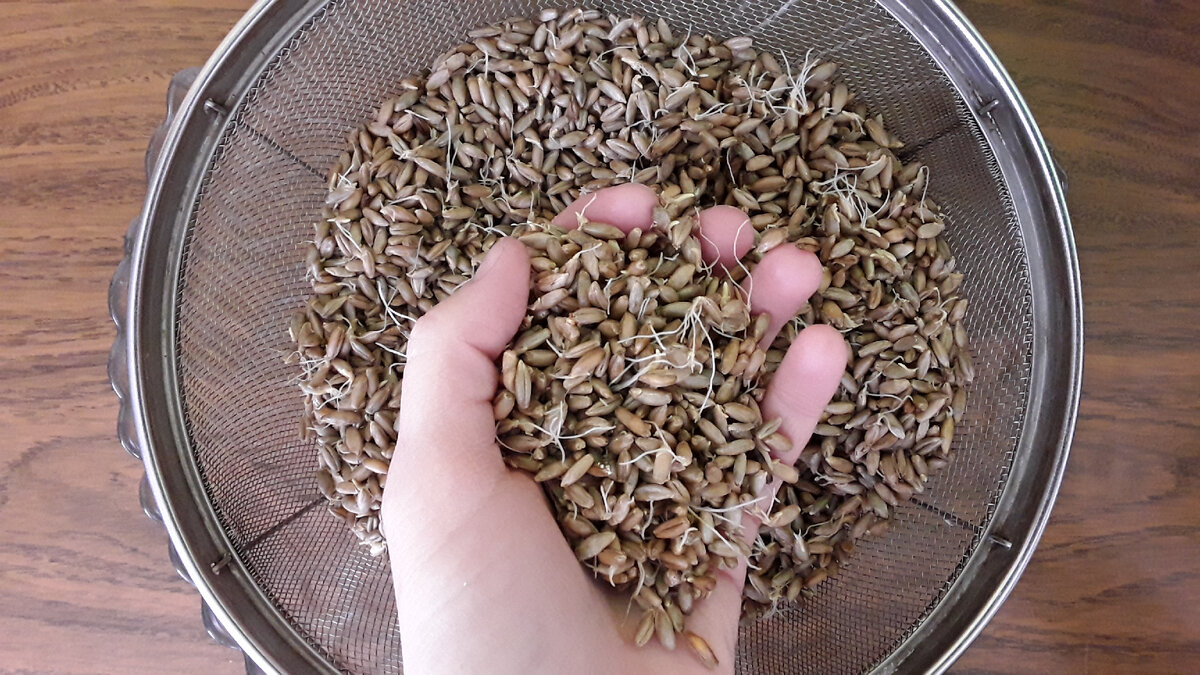 солод ржаной