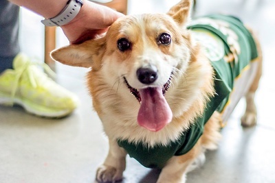    Собака у ветеринара © Сайт мэра Москвы