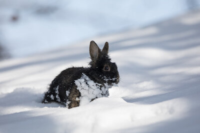    Кролик © Adobe Stock