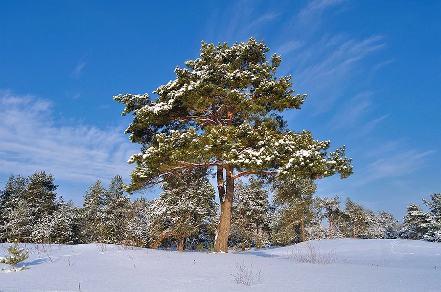 Фото из интернета 