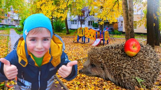 Нашли ЁЖИКА в своем дворе. Откуда он здесь взялся? Никита тв.