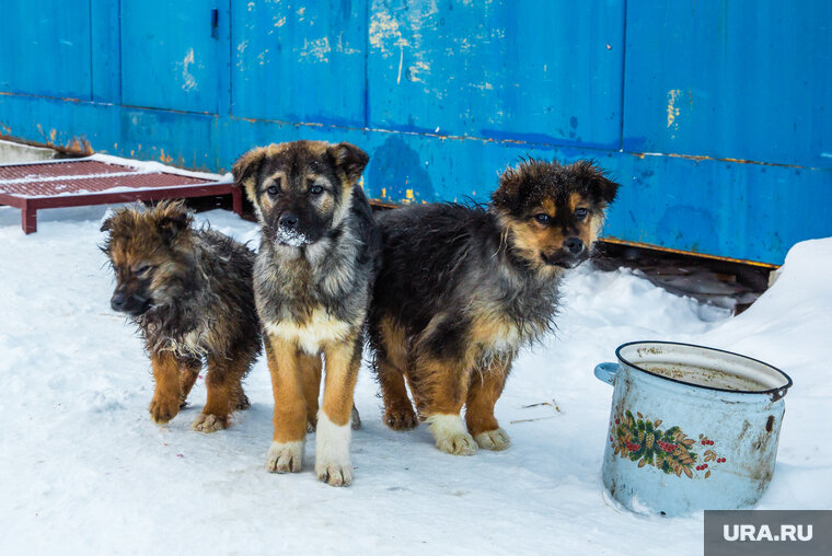   Щенков вытащили из-под снега с помощью сачка (фото из архива)