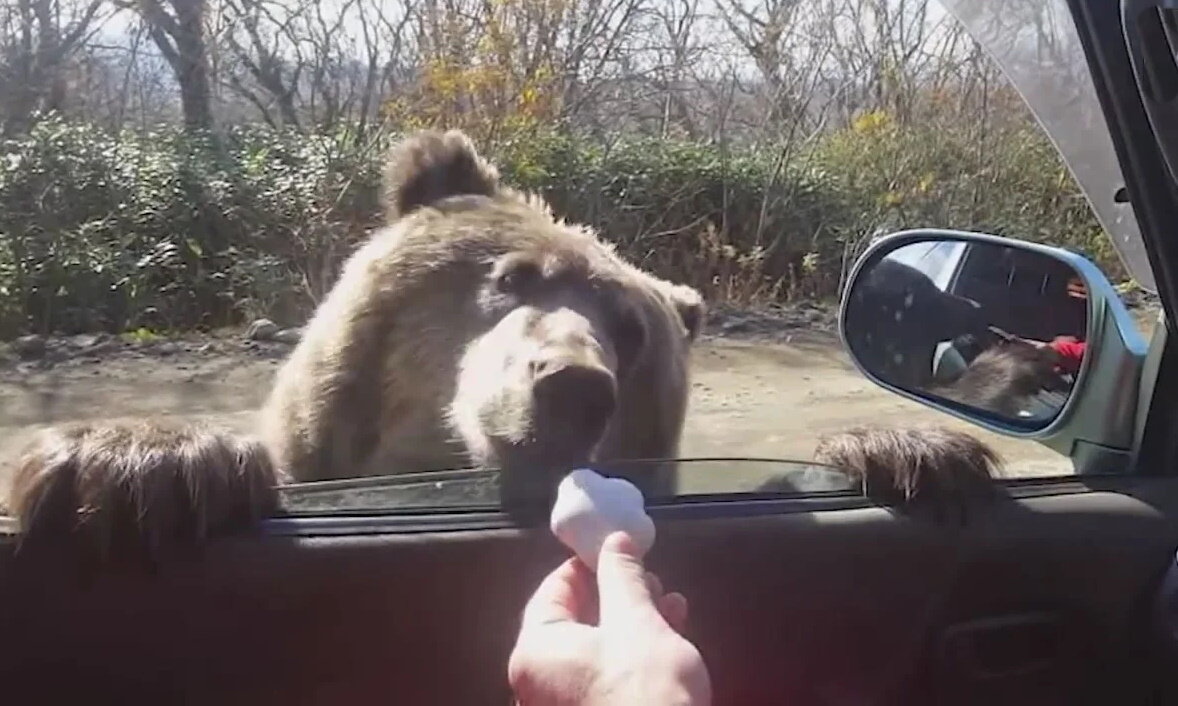 На первый взгляд - милое и приятное общение. На самом деле - прелюдия кровавой драмы. Фото из открытых источников.