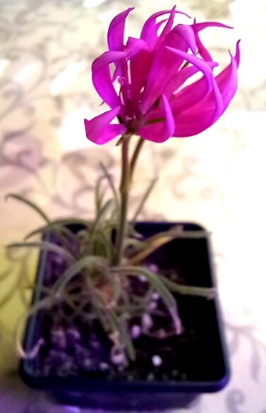 А это мой цветочек. Посмотрите на листики - ну точно щупальцы медузы!