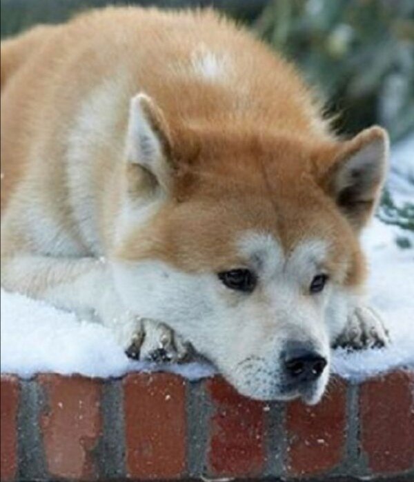 Привычное состояние инвестора 