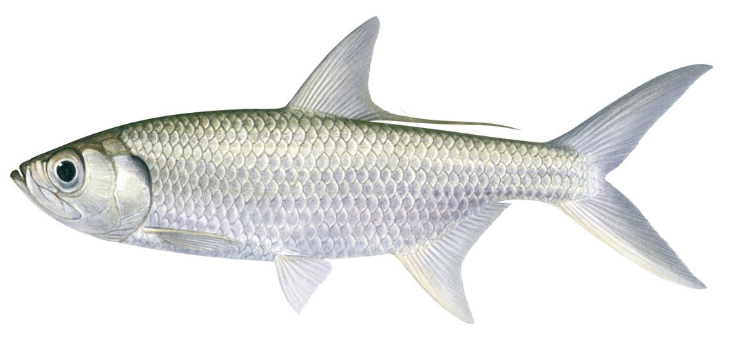 Megalops cyprinoides