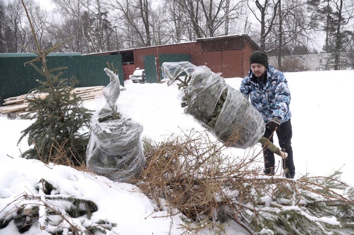    После праздников новогоднюю красавицу ждут в пунктах акции «Ёлочный круговорот».