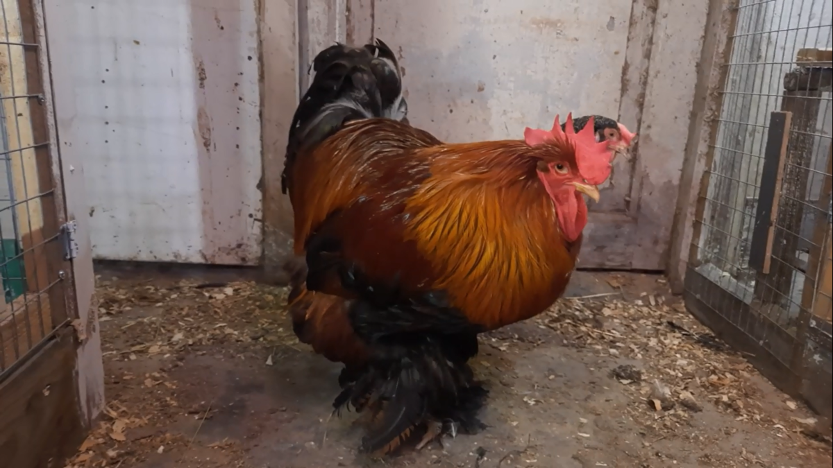 Петушок породы кохин-хин, возраст три года.